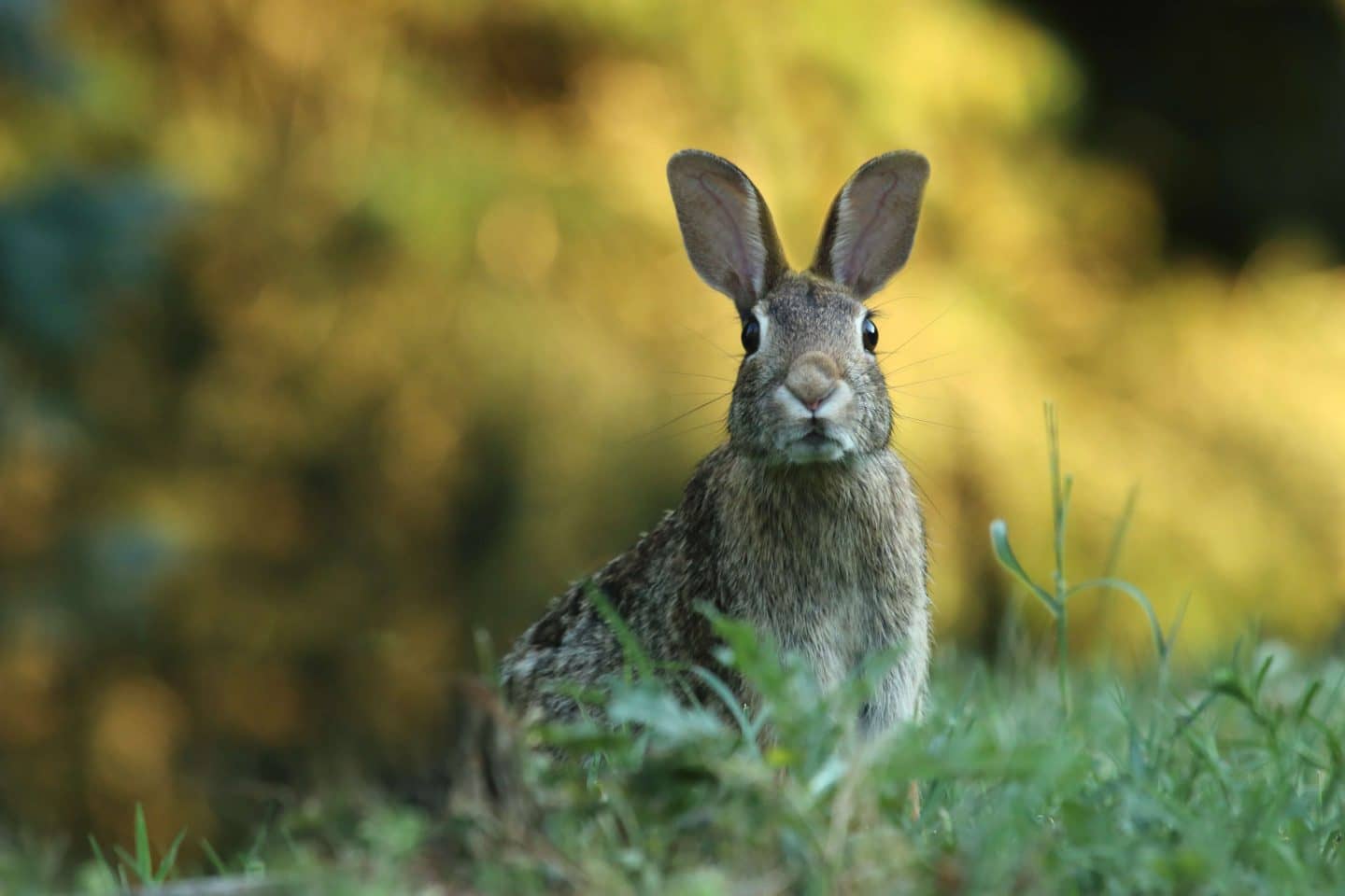 100 Easter Pub Quiz Questions And Answers Our Egg Cellent Easter Quiz