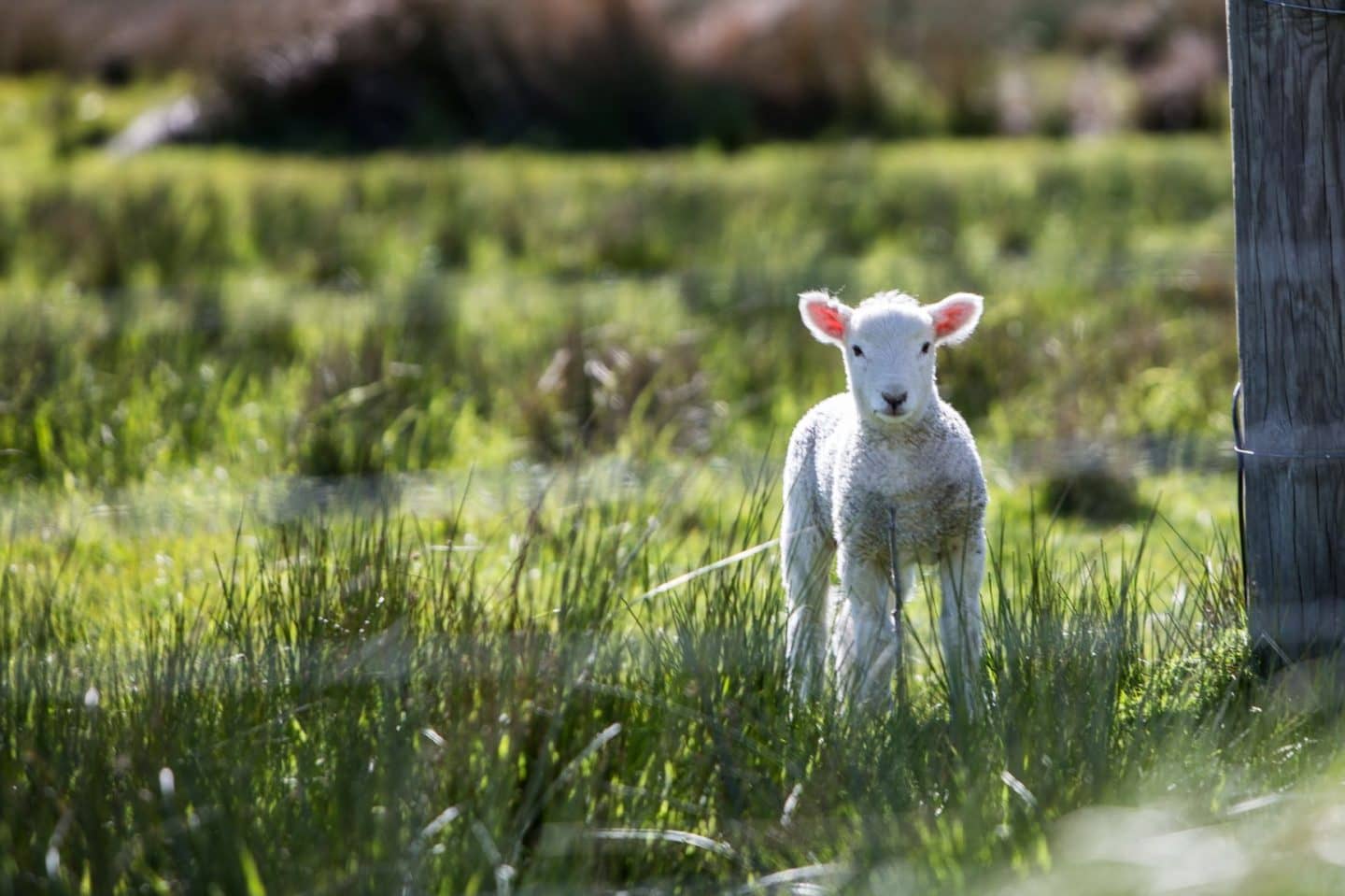 100 Easter Pub Quiz Questions And Answers Our Egg Cellent Easter Quiz